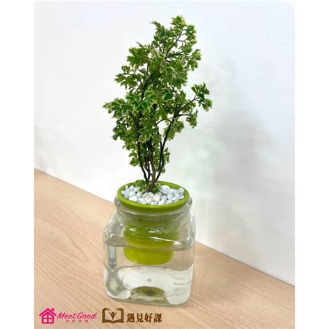 水耕容器diy|創造美麗綠意：水耕盆栽DIY指南 – 植物盆栽綠寶典